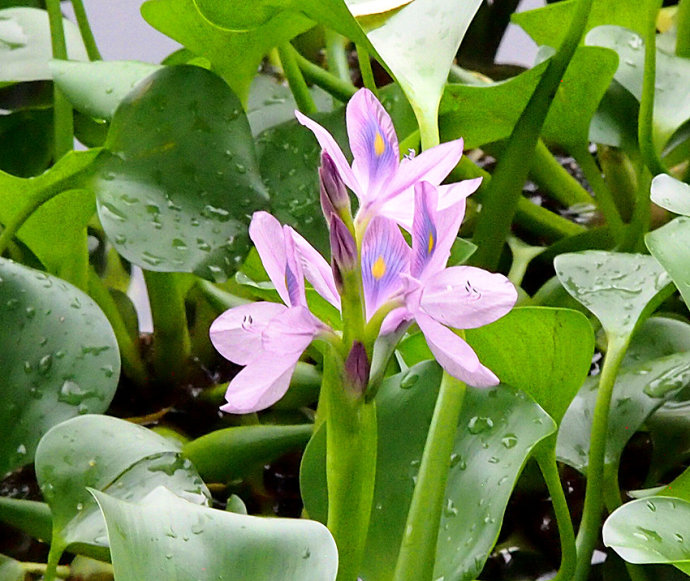 水葫芦花(凤眼莲)