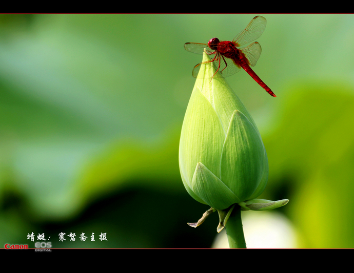 【相机行事】大足荷花湿地随拍(1)蜻蜓立上头