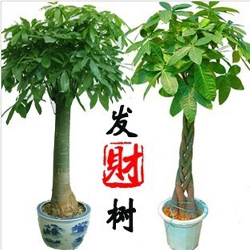 大型独杆发财树大辫子发财苗 吸甲醛绿植室内大盆栽花卉植物 140--160