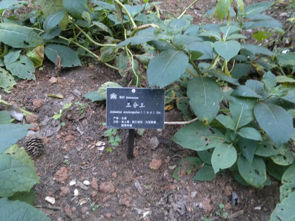 红毛药材植物图片