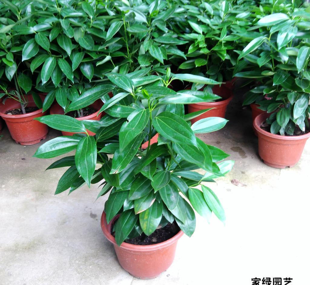 【基地直供】观叶花卉植物 小盆栽 平安树