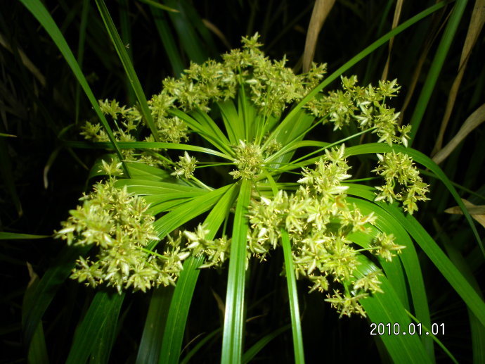 旺家花草散尾葵