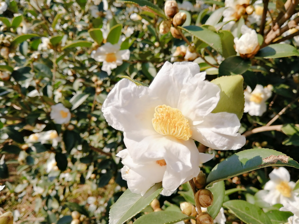 实拍白山茶花盛开图片大全