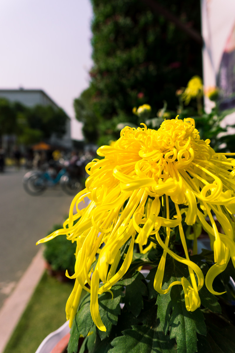 植物园炫丽美秋菊图片大全