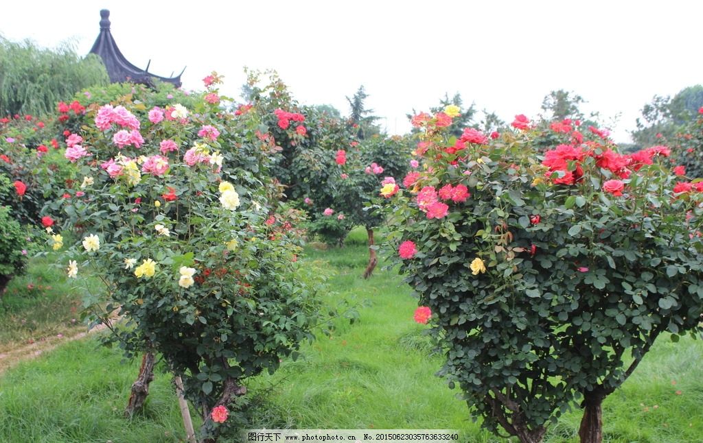 玫瑰花园林 月季种植基地 鲜花田地 树型玫瑰 树型月季花 摄影/玫瑰