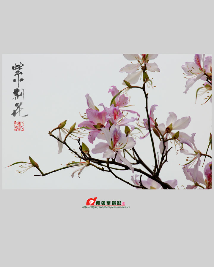 《紫荆花》