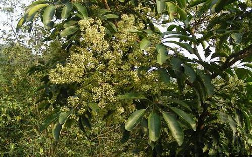 鸭脚木几月开花?鸭脚木花期是几月份?