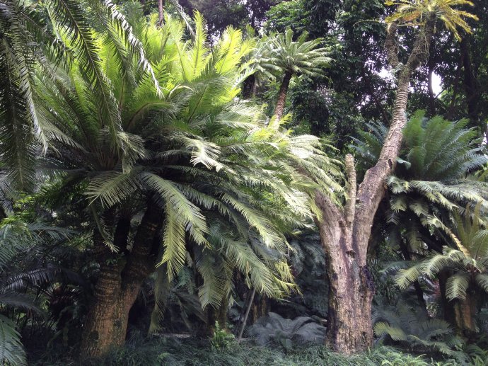 手机里的风景(十):热带植物与千年铁树