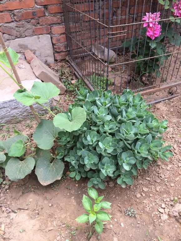 白药植物图片