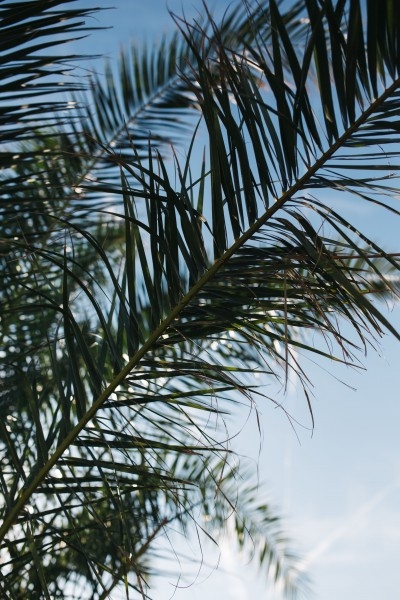 阳光下的棕榈树叶子风光图片
