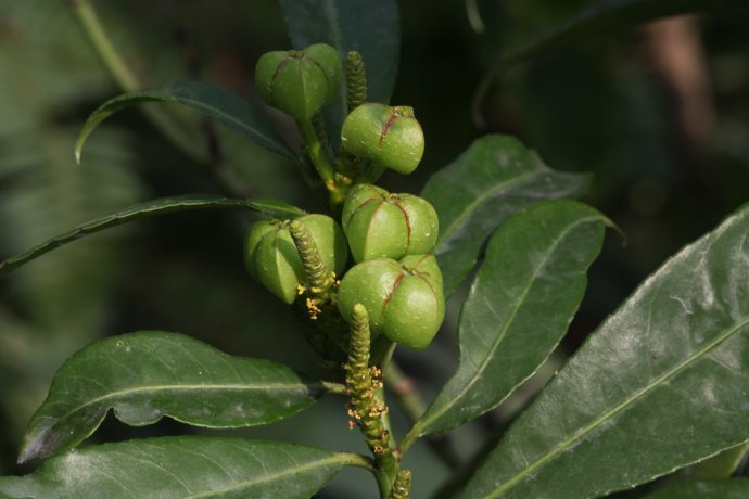 绿背桂花310(药物植物)