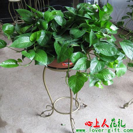 大盆小叶绿萝|长沙花卉租摆花卉租赁,长沙绿植花卉