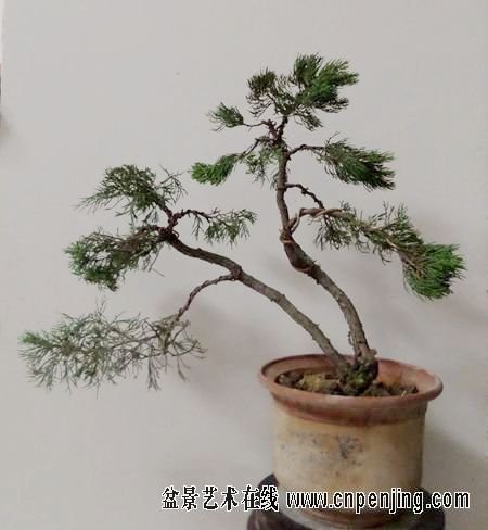 3月9日--初做----龙柏 - 松柏盆景欣赏(pine and  )