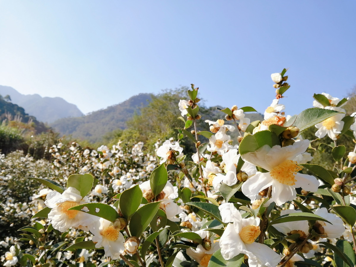 实拍白山茶花盛开图片大全