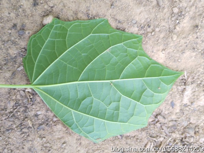 白龙须草药植物图片