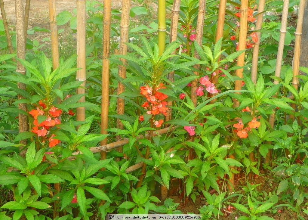 凤仙花 野花 鲜花 花朵 花瓣 鲜花素材 植物背景 花草 生物世界 摄影