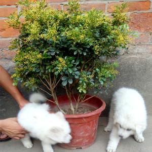 盆景 米兰花盆栽 驱蚊子 室内客厅绿植 四季常青花卉苗开花盆景植物