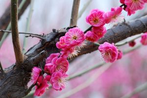 花色艳丽的红梅花图片