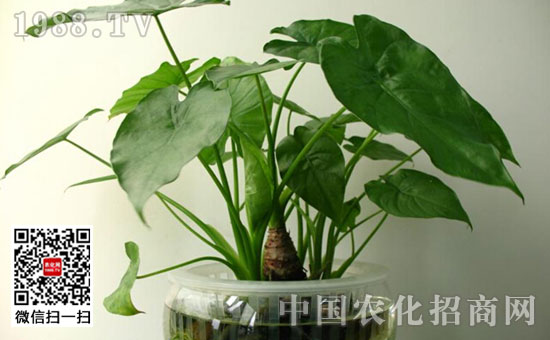 低水观音植物图片