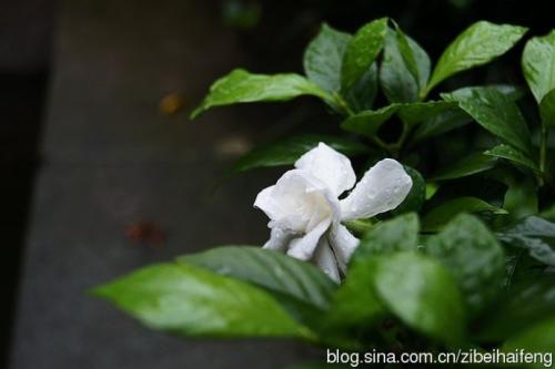 雨中栀子花