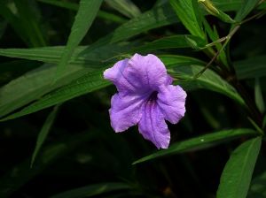 生命力顽强的兰花草图片