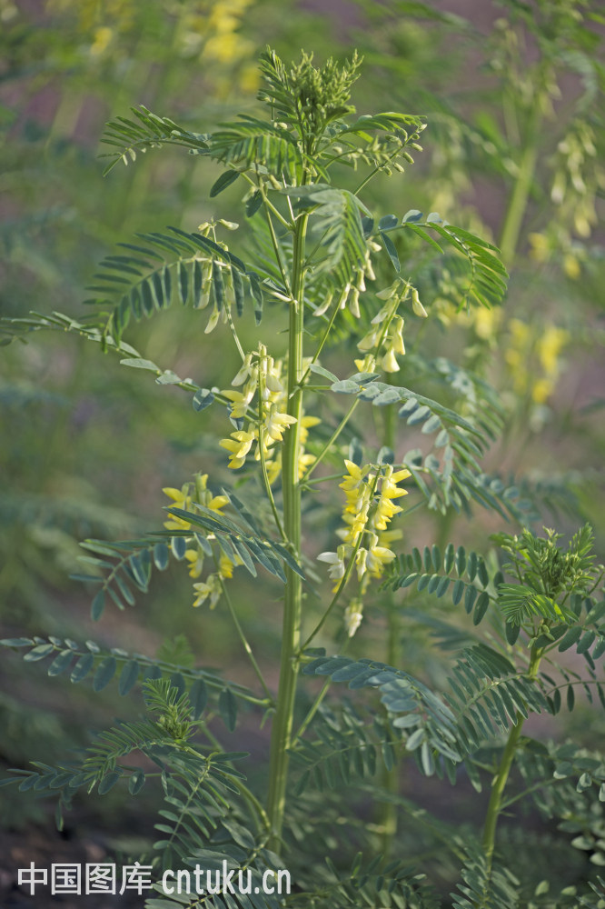 黄芪植物图片