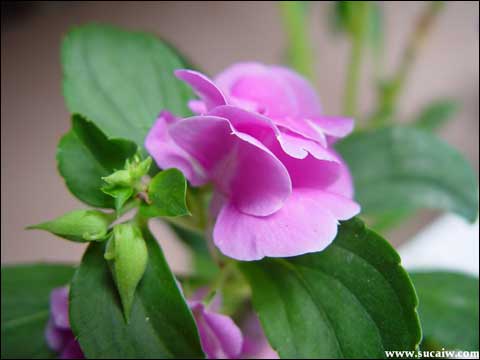 凤仙花(资料图片)