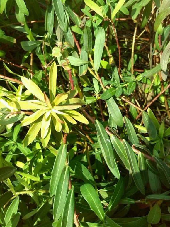 药材植物图片