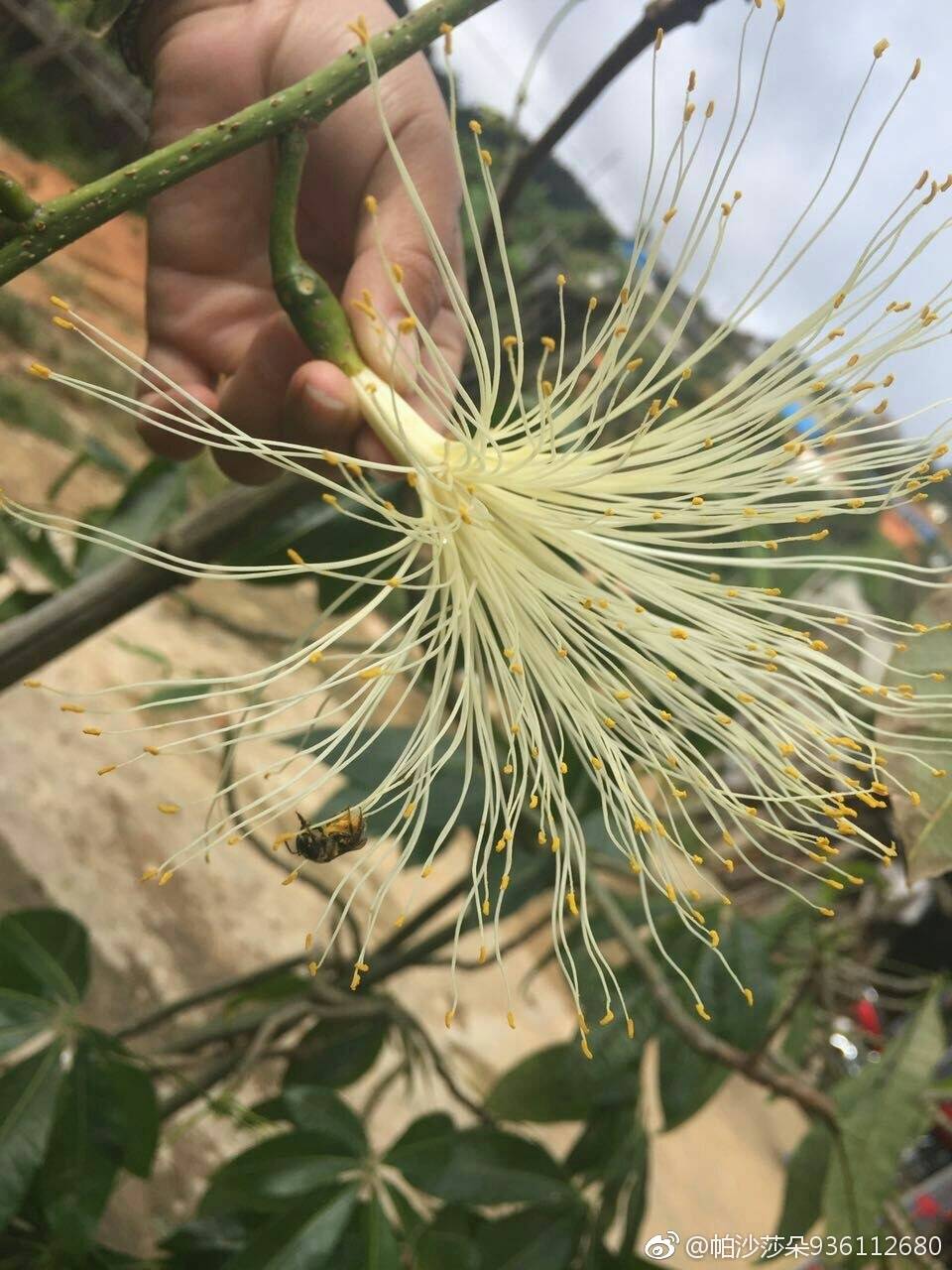 家里的招财树开花了 我要回昆明卖茶叶去