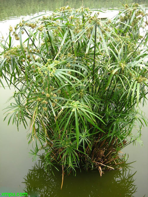 花卉名称:水竹   学名:cyperus alteifolius)   别名:伞草,旱伞草