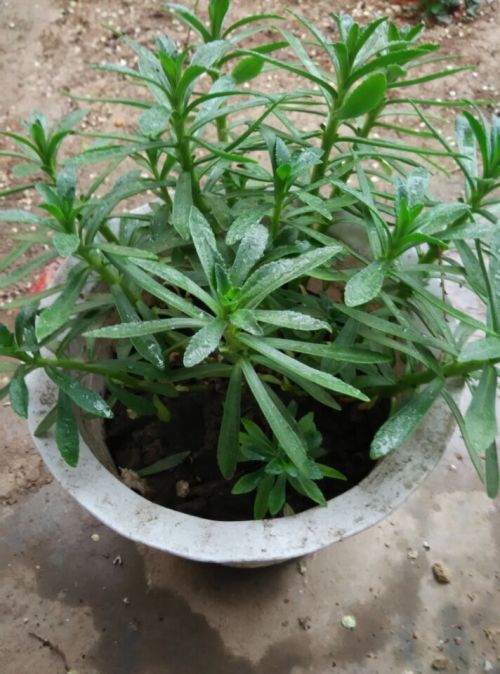 白药植物图片