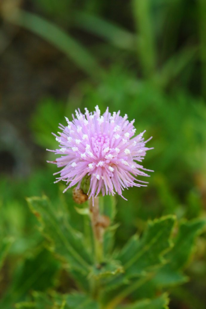 菊科植物——刺儿菜