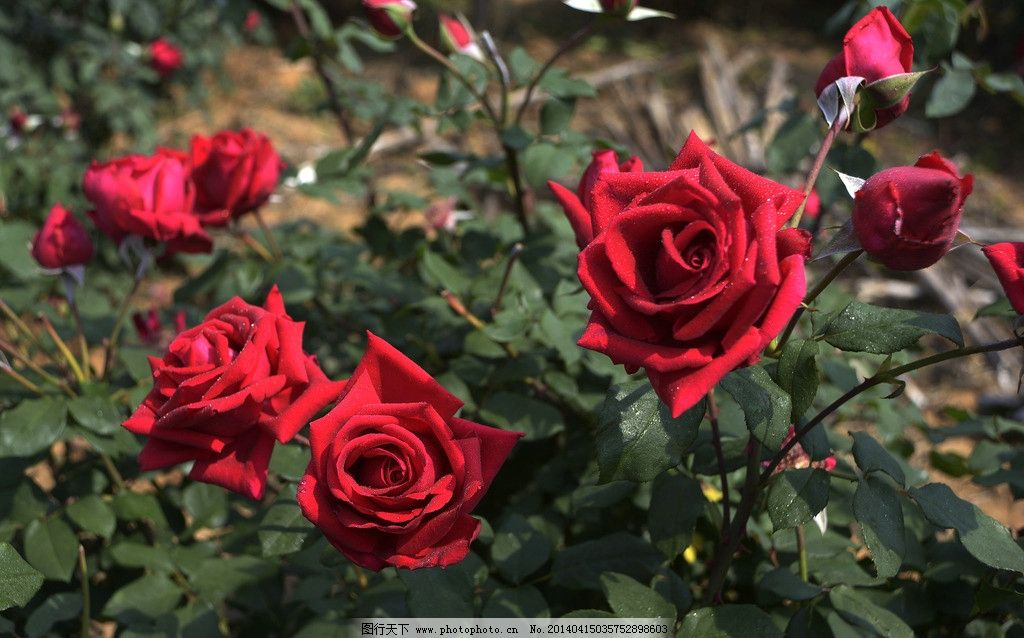 玫瑰花 鲜花 花 花瓣 玫瑰 绿叶 漂亮的玫瑰花 美丽花朵 花朵 花草 红