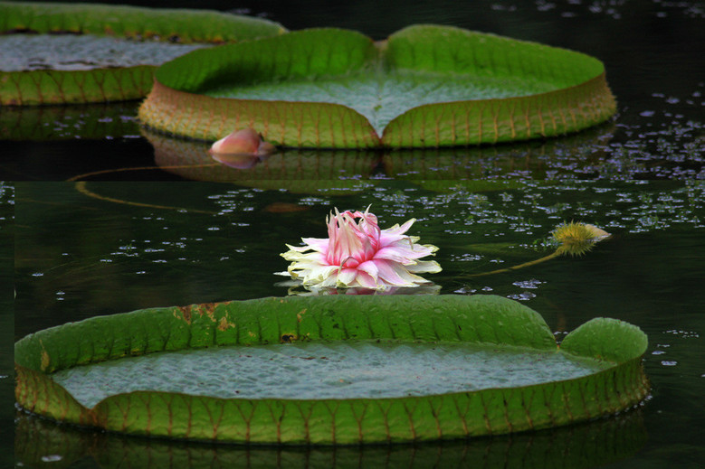 紫色王莲花