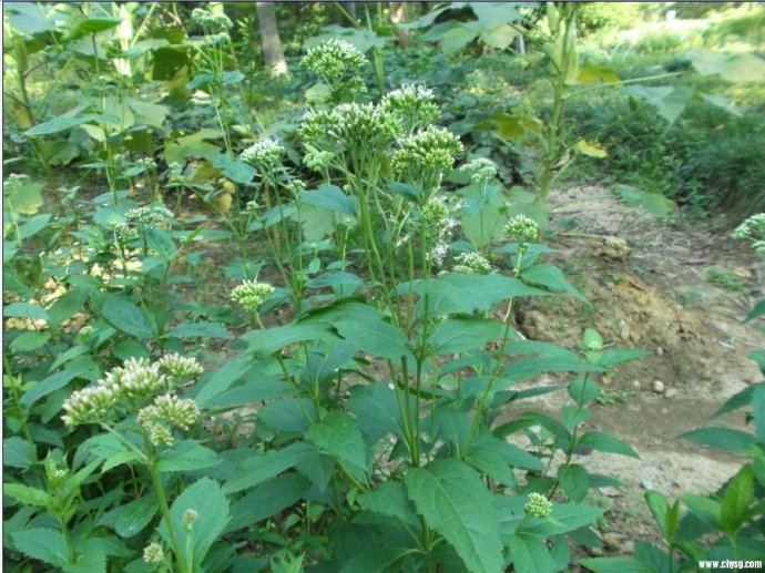 螺丝菜植物图片