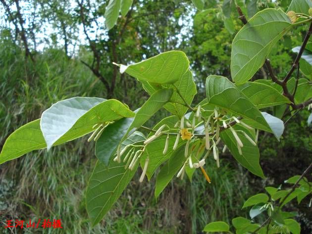 白龙须草药植物图片