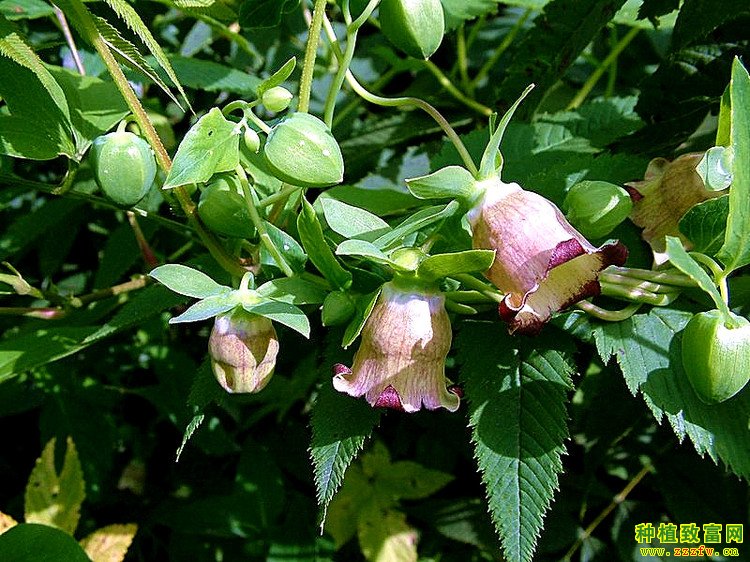 北沙参,南沙参,徐长卿,苦参,红花,当归,甘草,远志,川芎,白芍,合欢花