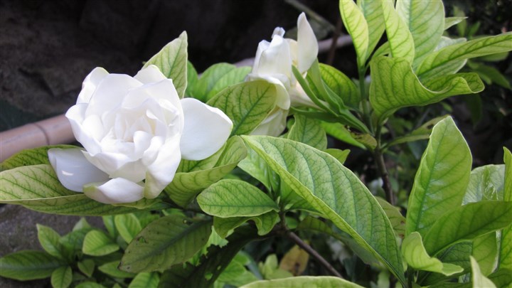 栀子花图片_花卉图片_图片大全