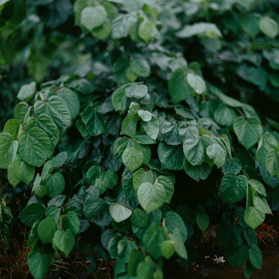 雨天植物