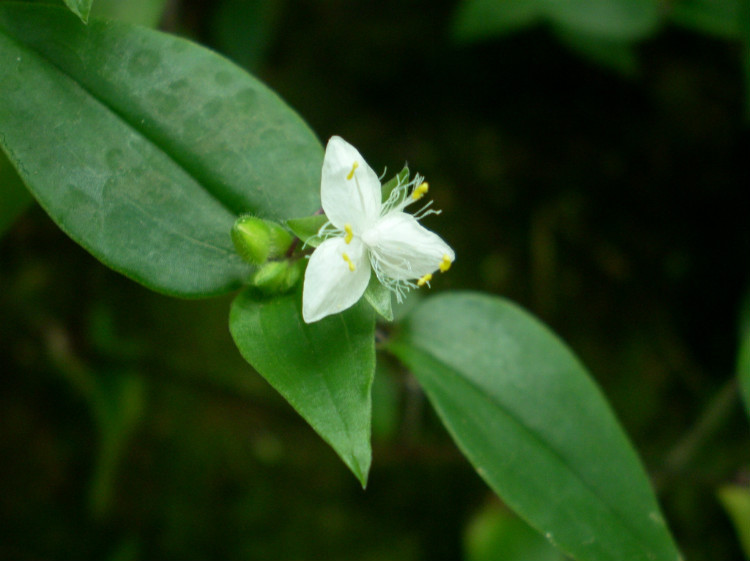 白花水竹草