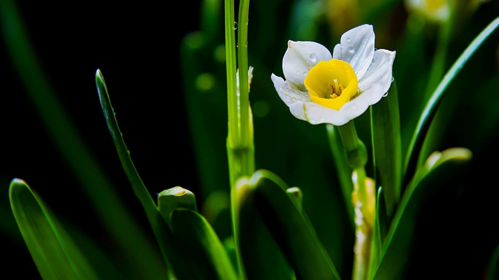 清秀典雅水仙花高清图片