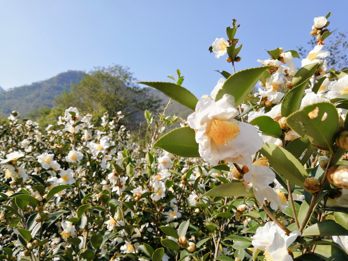 实拍白山茶花盛开图片大全