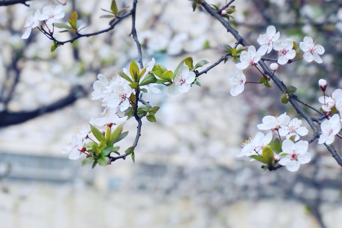 青梅的花语