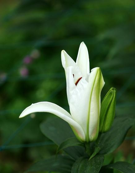 香水百合.这个品种属比较名贵的花种.