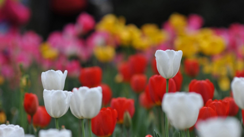 美丽高贵郁金香图片,唯美郁金香花海图片