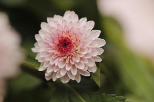 淡雅春菊花开清新图片