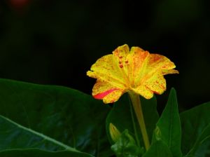 唯美黄色茉莉花高清图片