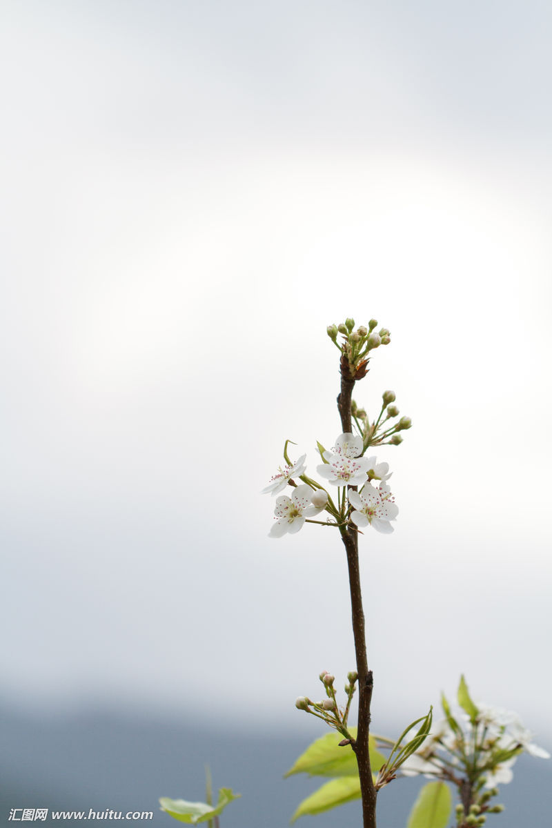 花,树,梨花,梨树,白色,白花,梨花树,植物,春天,纯洁,洁白,开花