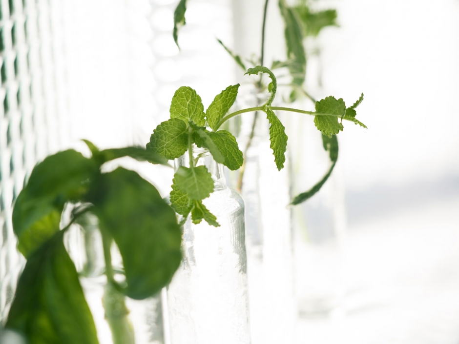 装饰室内的小清新植物图片大全