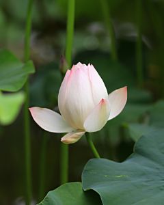 夏天的荷花慢慢盛开图片